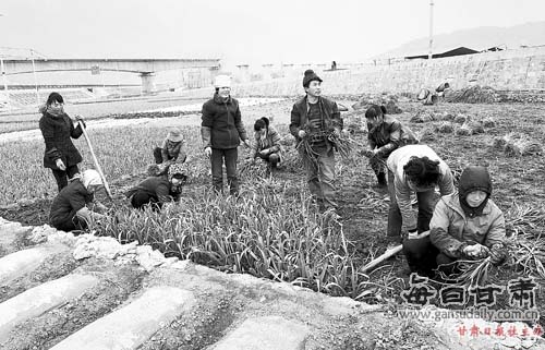 武都区汉王镇村民在挖蒜苗装车外运